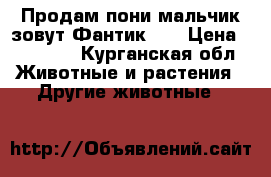 Продам пони мальчик зовут Фантик .. › Цена ­ 65 000 - Курганская обл. Животные и растения » Другие животные   